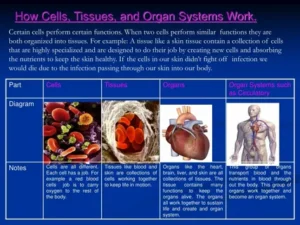 Diagram of a stem cell transplant process highlighting organ & tissue recovery services near me